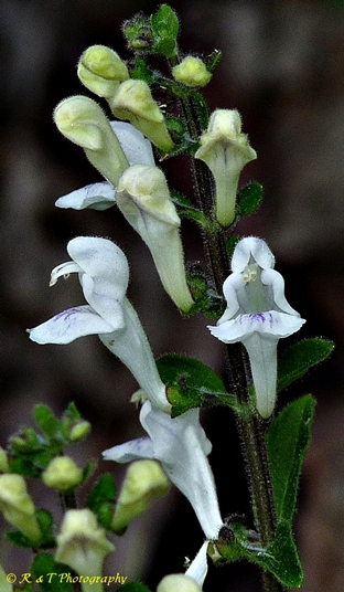 {Scutellaria elliptica var. hirsuta}